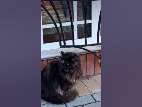 Одинокий котик 😸 Зеленоградск - город кошек - YouTube