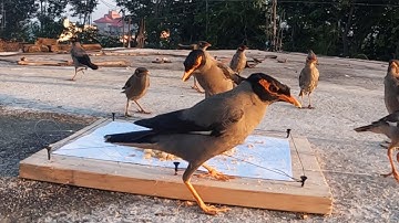 Quick and Easy way to Trap Myna Bird at home || Myna bird trap easy || How to Trap Mynah Bird