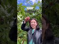 Cherry Picking at the Yarra Valley #melbourne #australia