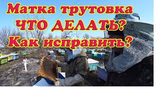 ИСПРАВЛЕНИЕ ПЧЕЛОСЕМЬИ С МАТКОЙ ТРУТОВКОЙ РАННЕЙ ВЕСНОЙ