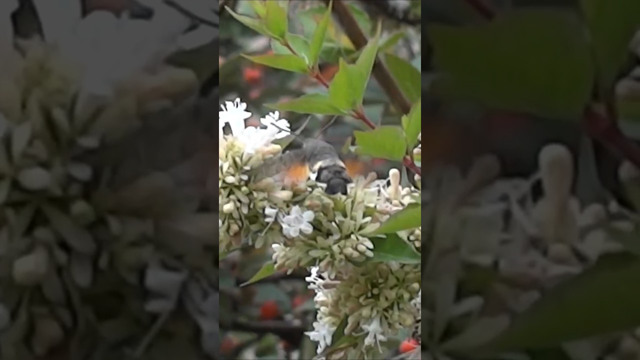 This butterfly is flying like a Colibri