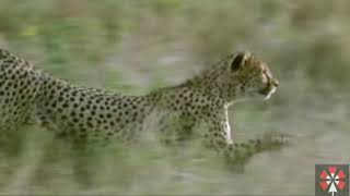 Elephant And Baboon Saved Another Animal