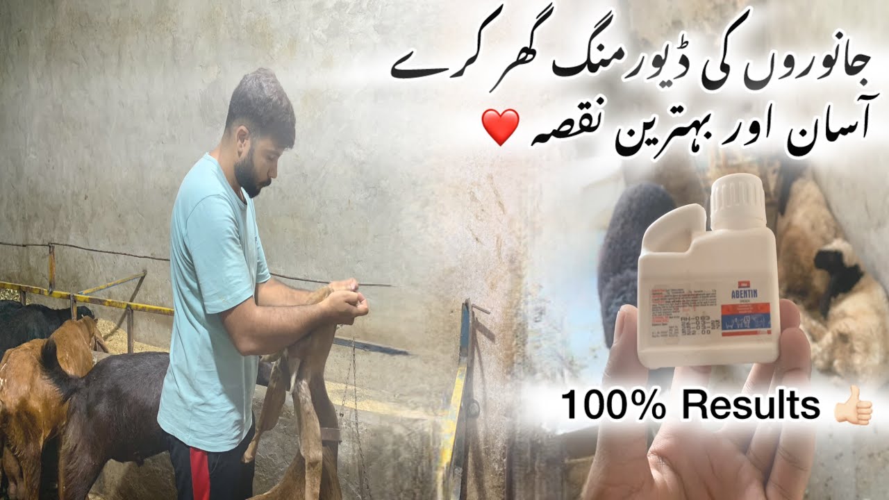 Bakro ki Deworming Ab Ghar kree ️ / Azhar Goat Farm / Asaan or Bahtreen ...