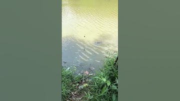 Câu cá sông bé#TikTokPromote #xuhuong #fishing