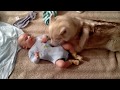 Husky Dog Babysitting | There&#39;s nothing greater than Dog and Baby