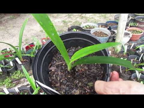 Cross Pollinated Varieties of Amaryllis (Hippeastrum X Hybridum