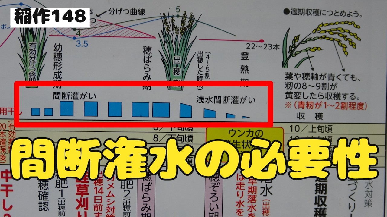 Why is intermittent irrigation necessary?] Water roots and field