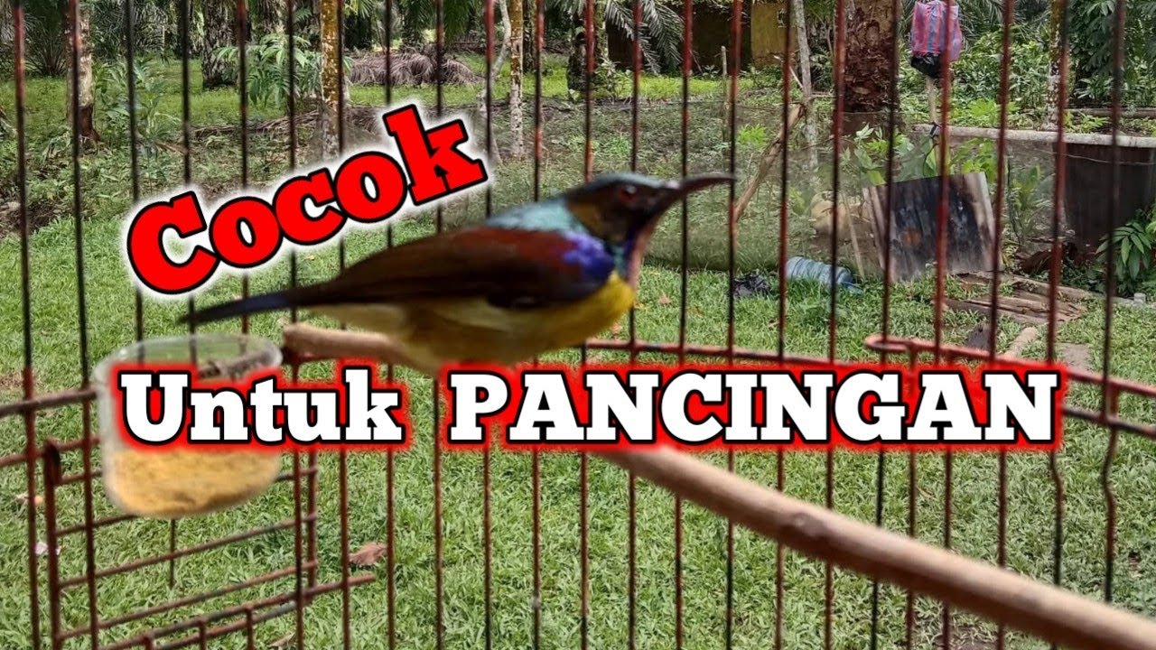 Suara burung kolibri kelapa gacor