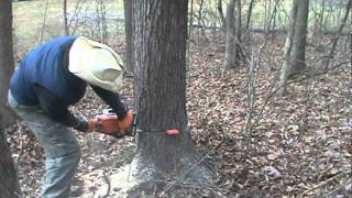 how to fall a tree with a wedge and a chainsaw!