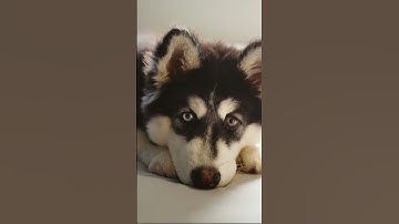 How To Create Ghibli-Style Art for FREE Using Chat GPT