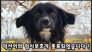 덕선이의 임시보호가 종료되었습니다 | 유기견 | 임시보호 | 유기견입양 |  반려견 | 강아지