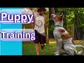 Training a perfect puppy no pulling and heel training