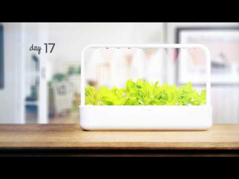 Lettuce time-lapse: Click & Grow Smart Garden 9
