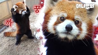 Something That Cute Lesser Pandas Do With Friends Only