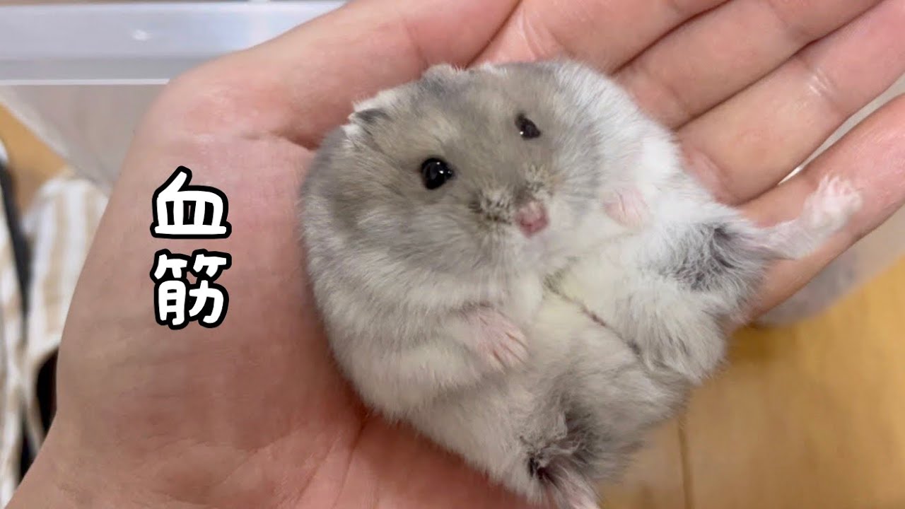 【新品未開封品】早見沙織 グッズ (早)ぬい 10th ゴールド ver. 早見沙織、10周年ライブ9月21日開催「10年の歩みをぎゅっと詰め込んだ