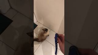 Exigiendo Salir De Paseo