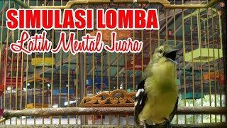 Simulasi Lomba Cipoh / Sirtu Untuk Terapi Melatih Mental Sirtu Anda 100% AMPUH