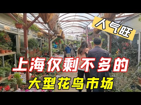 Vidéo: Marché aux fleurs de Caojiadu à Shanghai