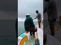 #seaman 🌊🐬💛 #shorts #trending #viral #travel #views #video #fyp #explore #fish #yt #short #sea