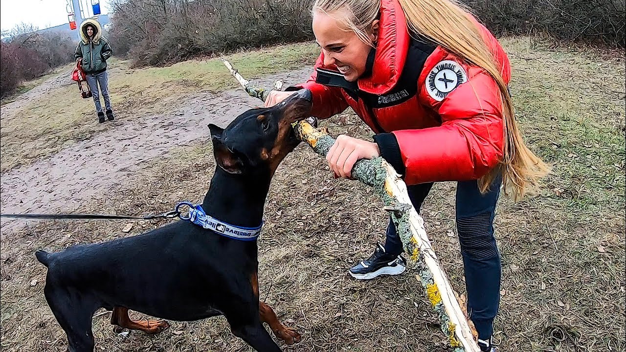 Доберман Алекс ВПЕРВЫЕ встречает хозяйку после долгой разлуки