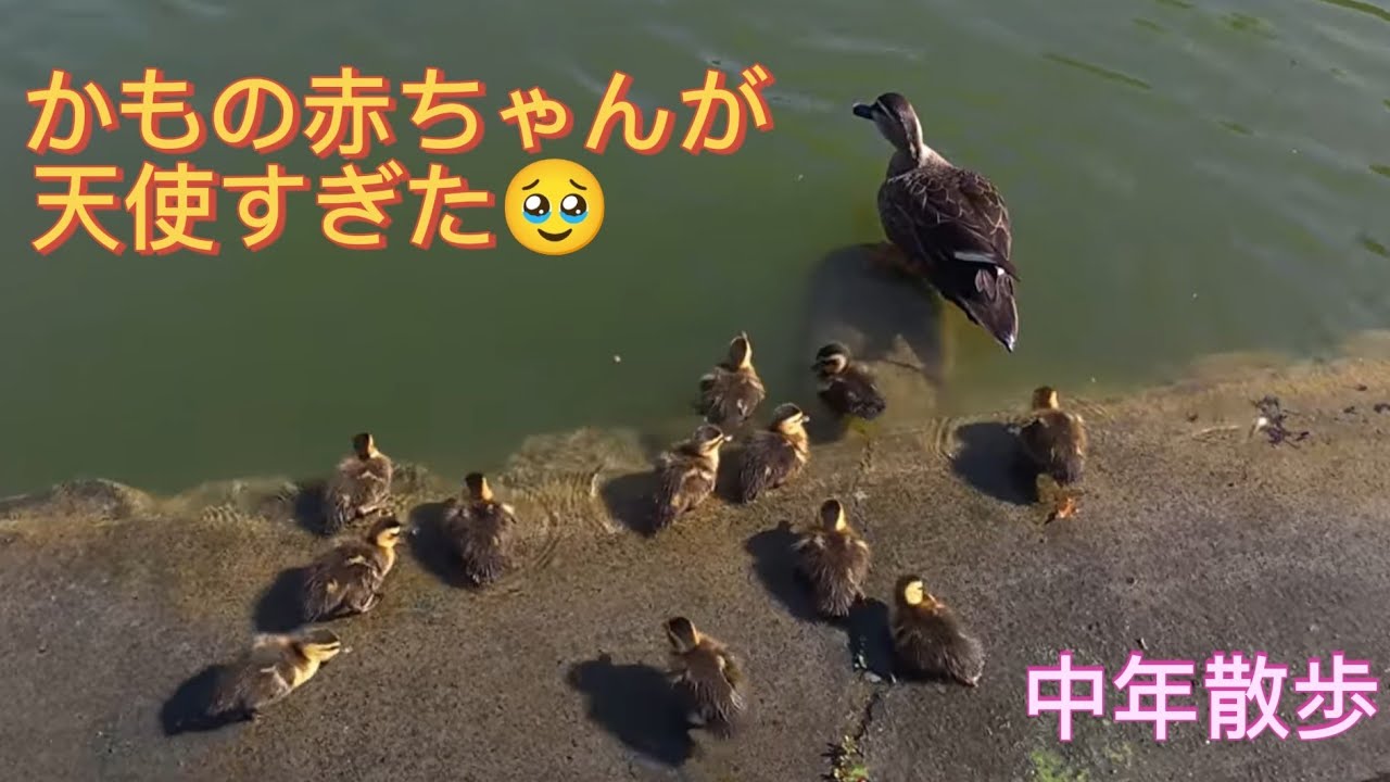 え！なに！？ 近づいたら天使すぎた👼歩くだけで癒し…鴨の赤ちゃんの