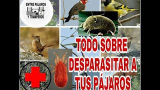 Info sobre desparasitar sus pájaros