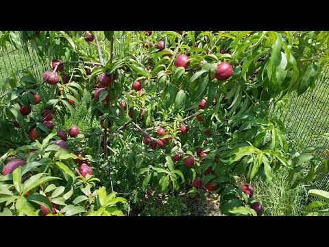 Video: Nectarine 'Arctic Rose' – Come coltivare un albero di nettarine bianco di rose artiche