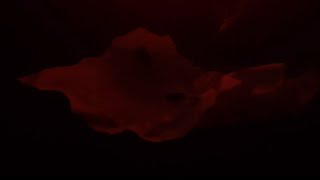 The Last Boat - Short Film | Adventure | 4k | Nick wu