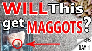 Maggot Chicken Wing Test | The Science Lab. | Day 1