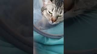 my baby isn't happy #cats #kitten #kitty