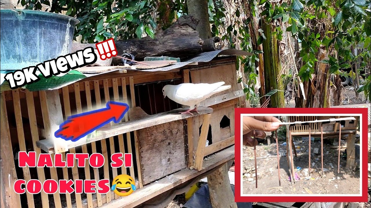 Gumawa ng trapdoor gamit lumang welding rad at antena👍