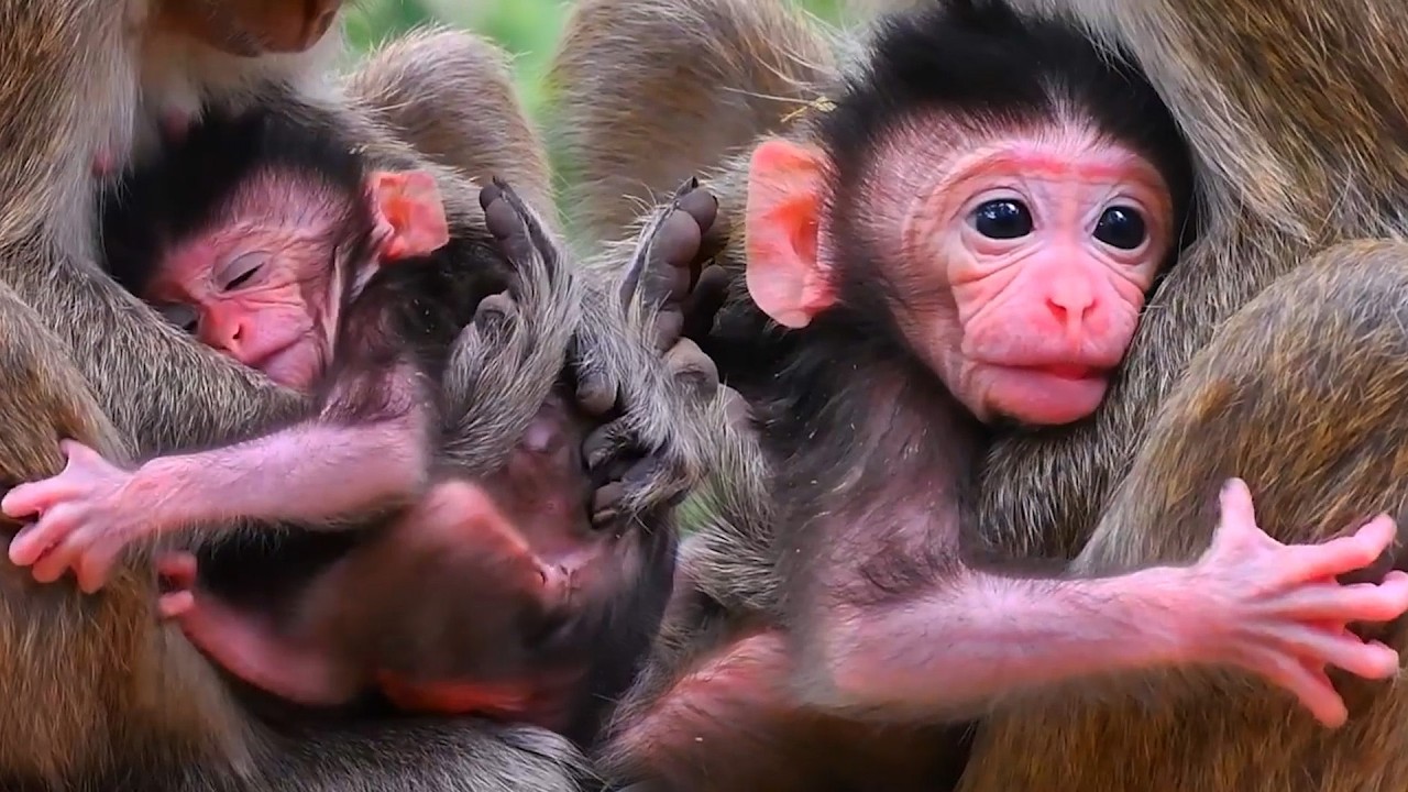 Adorable Wildlife 2026 , Newborn Baby Monkey Moments With The Young Mommy