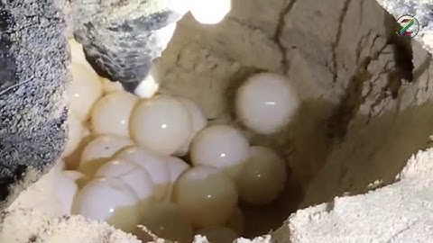 Xem Rùa Đẻ Trứng ở biển Côn Đảo Như Thế Nào? #rua #seaturtles #condao