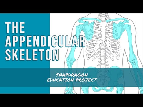 THE APPENDICULAR SKELETON