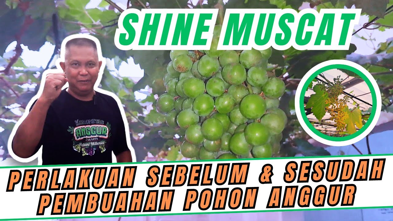 WAJIB TONTON! PERAWATAN POHON ANGGUR DAN PERLAKUAN SESUDAH PEMBUAHAN ANGGUR ALA PAK SUPRIANTO