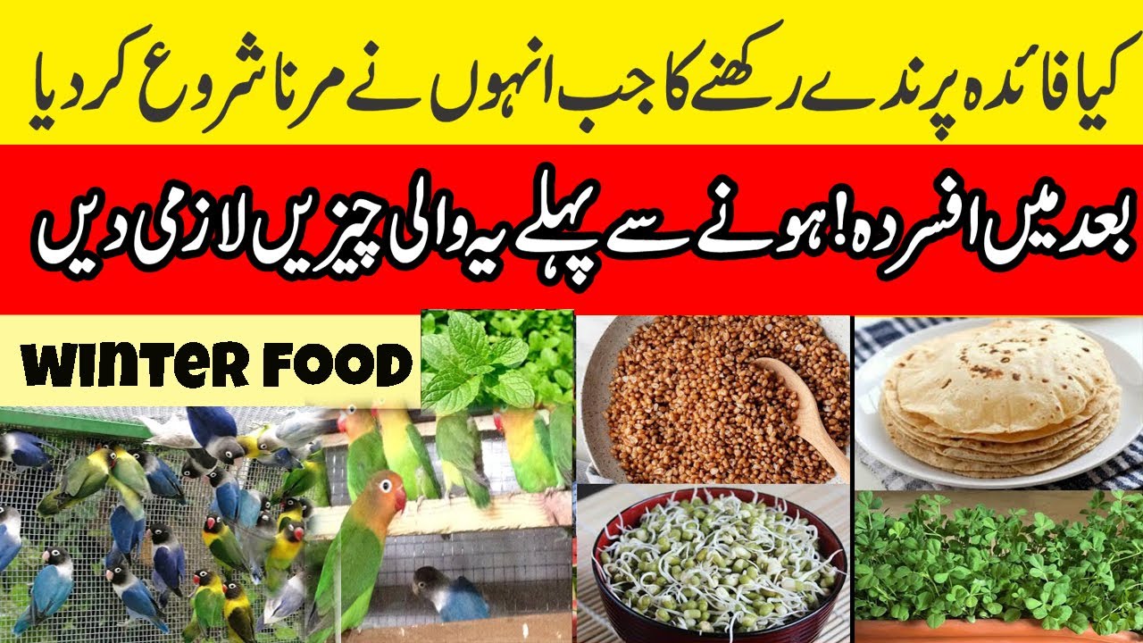 Winter foods for love birds winter soft food for love birds winter