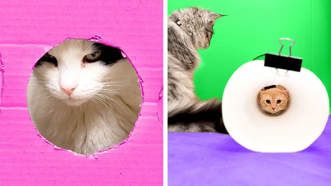 If the Cat Olympics was real || Ideas and hacks every cat lover will adore