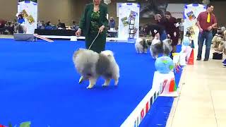 2022 Keeshond National Specialty  Class Dogs