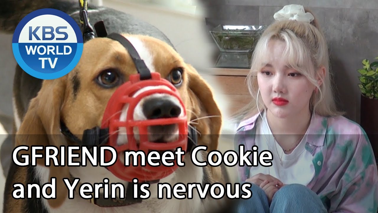 GFRIEND meet Cookie and Yerin is nervous [Dogs are incredible/ENG/2020.08.05]