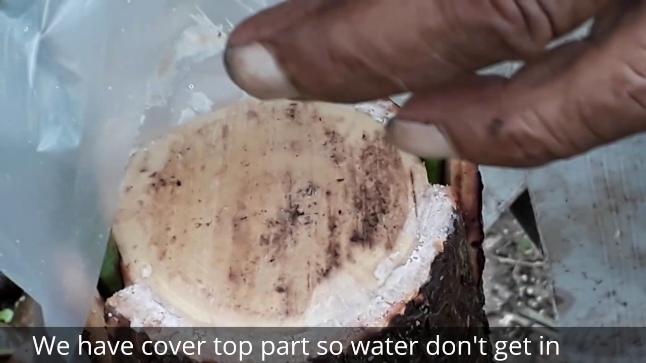 MANGO CLEF  GRAFTING METHOD