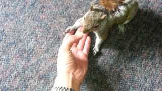 squirrel eats oats out of my hand and stroking it