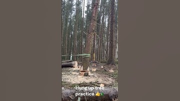 Cracking view of a large hung up tree hinge reduction, hand winch roll out...worked very well
