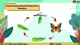KELAS 4 TEMA 6 , pelajaran IPA daur hidup