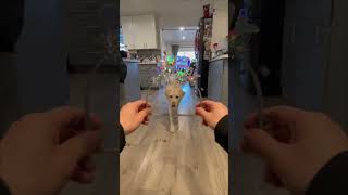 Dog’s Birthday Celebration With a Special Headband