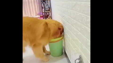 Golden Retriever puts his little friend in trash can 😂