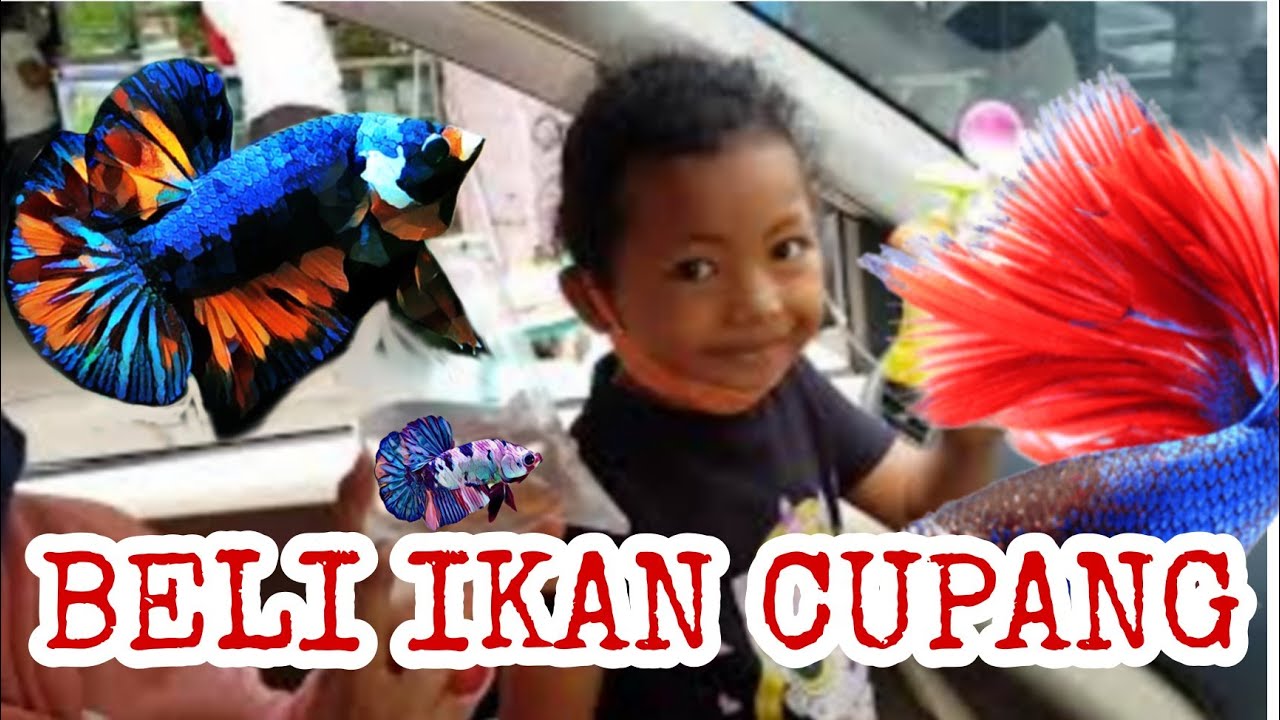 BELI IKAN HIAS TEMANNYA IKAN CUPANG YANG LAGI HITS | HARGANYA MURAH