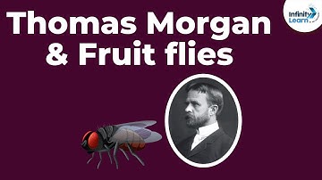 Genetics - Thomas Morgan & Fruit flies - Lesson 10 | Don