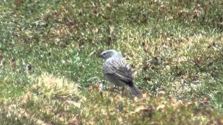 Ash-breasted Sierra-Finch (Phrygilus plebejus)