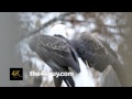 4K UHD - Bald Eagle (Haliaeetus leucocephalus) stretching and turning