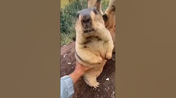 Funny marmot | amazing animals #247 | #shorts #animal #cute #funnyshorts #viral